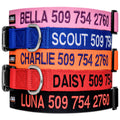 Personalized Dog Collar D93570